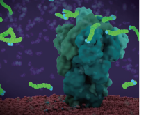 石鹸分子とコロナウイルスのタンパク質の図