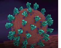 コロナウイルスの構造の図