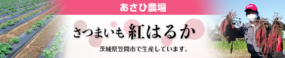 サツマイモの紅あずま